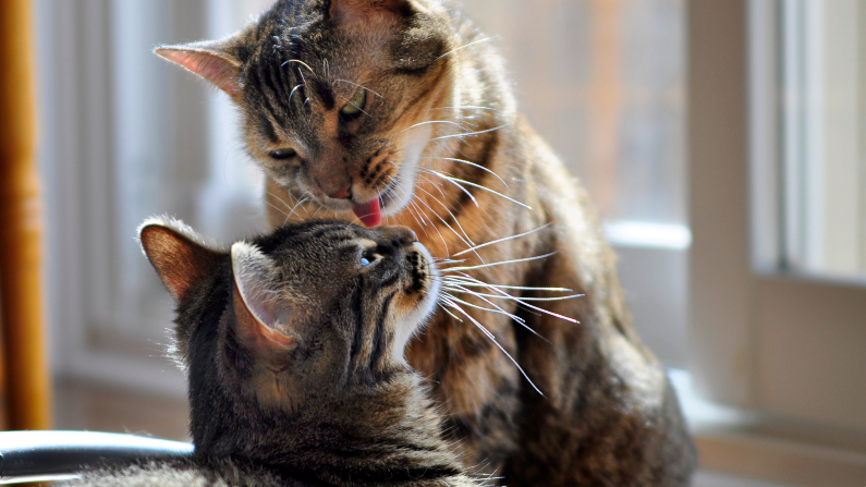wo cats sharing a moment of affection as one licks the other's forehead