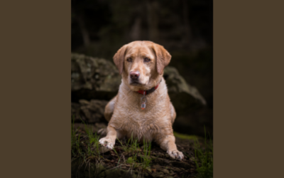 Your Feedback Shapes MY Journey: Making Every Click Count in Pet and Portrait Photography